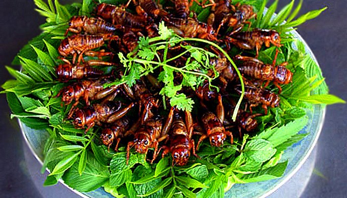 С января 2018 года в продовольствии ЕС появятся насекомые - кузнечики, черви, жуки